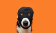 Portrait puppy dog celebrating halloween, carnival or new year wearing balaclava ski mask. Isolated on orange background