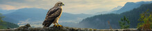 A Banner Photo Of A Hawk In Nature