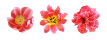 Set Of Different Red Flowers (hibiscus; Tulip; Peony) Isolated On White Or Transparent Background. Top View.