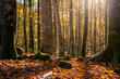 © yaqui_villegas - La Fageda d´en Jorda, beech forest during autumn in the province of Girona in Catalonia Spain