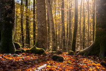 La Fageda D´en Jorda, Beech Forest During Autumn In The Province Of Girona In Catalonia Spain