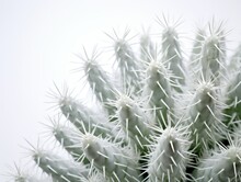 Detailed Cactus Plant