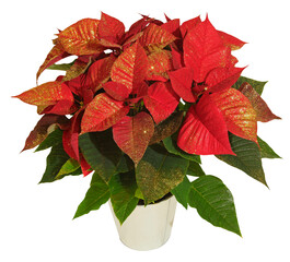 Canvas Print - Poinsettia recouvert de paillettes dorées	