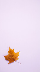 Wall Mural - Symbol of autumn maple leaves on purple background. Vertical banner, flat lay, copy space, top view