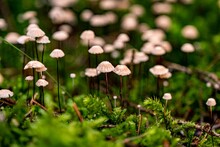 Small Mushrooms Growing In A Large Group On Green Moss, Side View. The Background Blurs