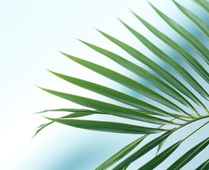 Wall Mural - Palm leaf natural background