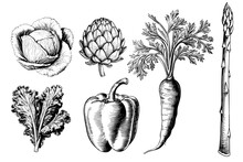 Vegetables Set Artichoke, Kohlrabi, Pepper, Kale, Carrot, Asparagus Vintage Engraved Drawing Vector