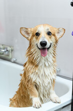 Wet Dog Stands On Its Hind Legs In The Bathroom After Bathing.
