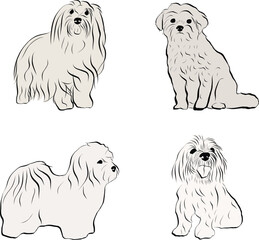 Wall Mural - Coton de Tulear Dog Breed collection. Sitting, standing pose, black and white dog sketch. Logo design, dog silhouette, outlines, dog stroke. Pet character postcard art. Funny pet mascot line art.