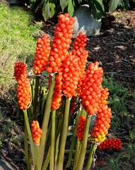 Wall Mural - Arum italicum toxic,decorative plants in the garden