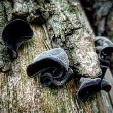 Jelly Ear Fungus On Tree