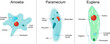 paramecium ciliate, amoeba and Euglena