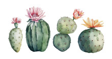 Set Of Green Cacti With Flower Buds, Watercolor Illustration