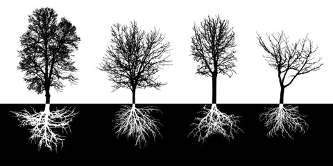 Bare deciduous trees with root system, silhouette. Black trees and white roots. Vector illustration