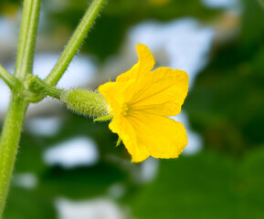 Wall Mural - Cucumber flower