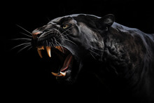 Black Panther Roar Portrait On Black Background