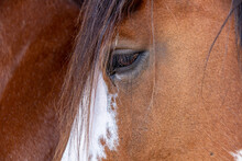 Clydesdale Eye