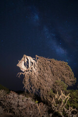 Wall Mural - night photography of a crooked juniper tree under the milky way in the island of El Hierro (Canary Islands)