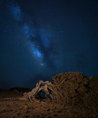 Wall Mural - night photography of a crooked juniper tree under the milky way in the island of El Hierro (Canary Islands)