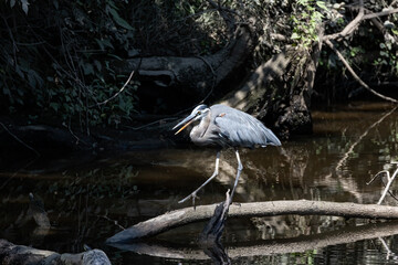 Sticker - heron