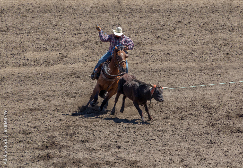 One cowboy at a rodeo is competing in a team roping contest by roping ...