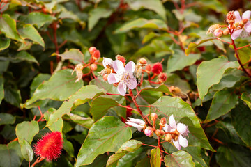 Poster - Bixa orellana - Achiote plant with flower in the garden