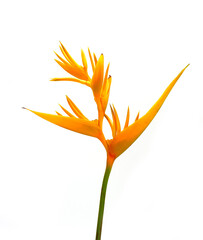 Wall Mural - Ornamental flowers : Heliconia ( Heliconia x nickeriensis) A great heliconia for cut flowers, a hybrid between Heliconia marginalia and H. psittacorum. Isolated on white background.