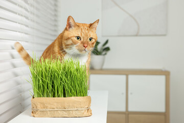 Sticker - Cute ginger cat and potted green grass on white table indoors, space for text