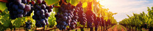 A Banner Photo Of Grapes Growing On A Farm