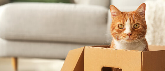 Funny cat in cardboard box at home