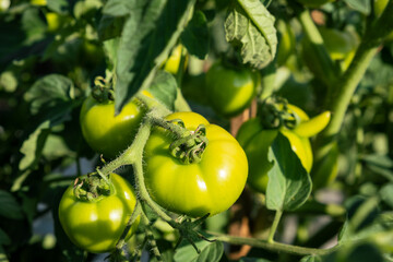 Poster - A lot of green tomatoes on a bush in a greenhouse. Tomato plants in greenhouse. Green tomatoes plantation. Organic farming, young tomato plants growth in greenhouse.
