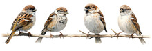 Sparrows Trio With Space For Text