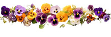 Violets, Pansies, Marigolds On White