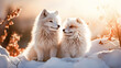 A couple of white fox sit side by side on the white snow in the warm morning sun.