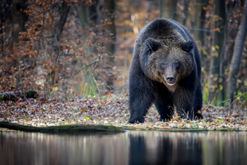 Canvas Print - Wild Brown Bear (Ursus Arctos) in the forest on the bank of a river. Animal in natural habitat