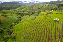 Rice Field At Mae Cham Chiangmai Northern Thailand