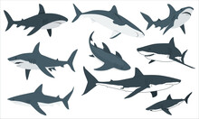Sea Shark Vector Cartoon Set Icon. Vector Illustration Sea Fish Of Shark On White Background. Cartoon Sharks. Comic Shark Animals, Cute Character Emotions, Scary Jaws And Underwater Ocean Fish. 2355