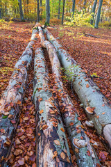 Wall Mural - Beech forest with fallen trees and autumn colors