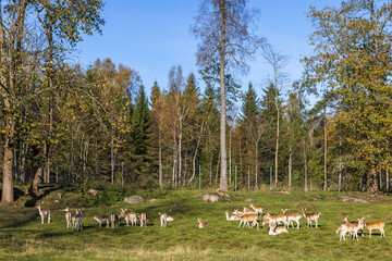 Poster - Meadow in a forest with a herd of Fallow deers