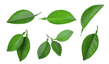 Set Of Lemon Green Leaf Isolated, Png