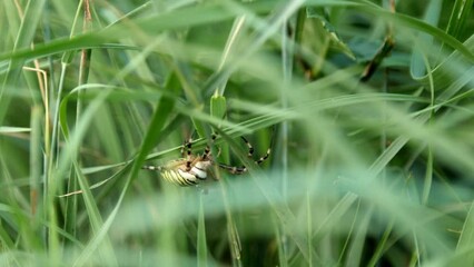 Argiope bruennichi spider moving in green grass.