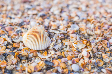 Wall Mural - Shells on the beach. Travel holiday at summer. Natural wallpaper