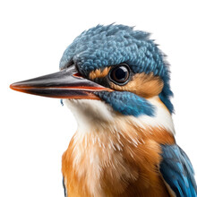 Kingfisher Isolated On Transparent Background Cutout