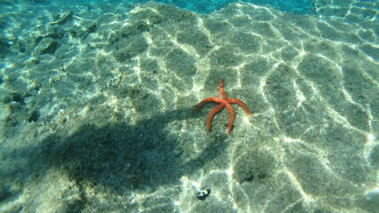 Wall Mural - Red sea star in adriatic sea of Croatia