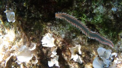 Wall Mural - Hermodice carunculata, the bearded fireworm, is a type of marine bristleworm belonging to the Amphinomidae family, native to the tropical Atlantic Ocean and the Mediterranean Sea.