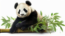 Cute Sit Panda On Bamboo Sprig. Isolated On A White Background