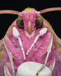 Portrait of pink moth, Elephant Hawk-Moth (Deilephila elpenor)