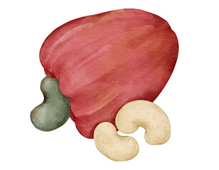 Wall Mural - cashew fruit composition  watercolor illustration isolated element