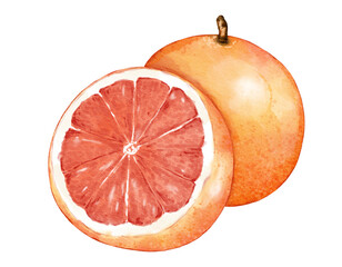 Wall Mural - grapefruit fruit composition  watercolor illustration isolated element