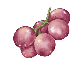 Wall Mural - grapes fruit composition  watercolor illustration isolated element